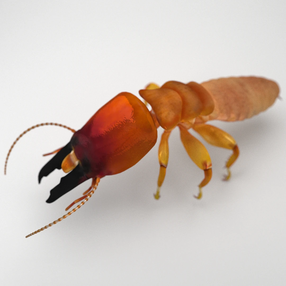 Dampwood Termite Soldier 3D Model by Leo Blanchette