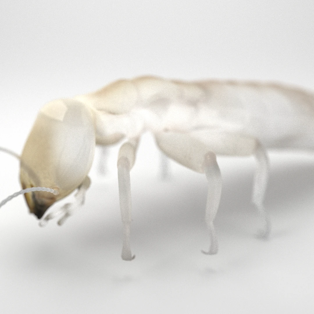 Dampwood Termite Worker 3D Model by Leo Blanchette