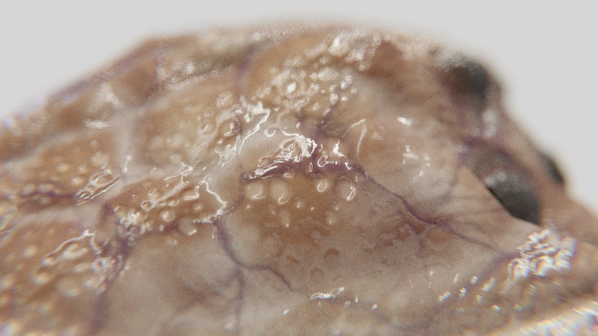 Preview 10 of Kranion creature model.