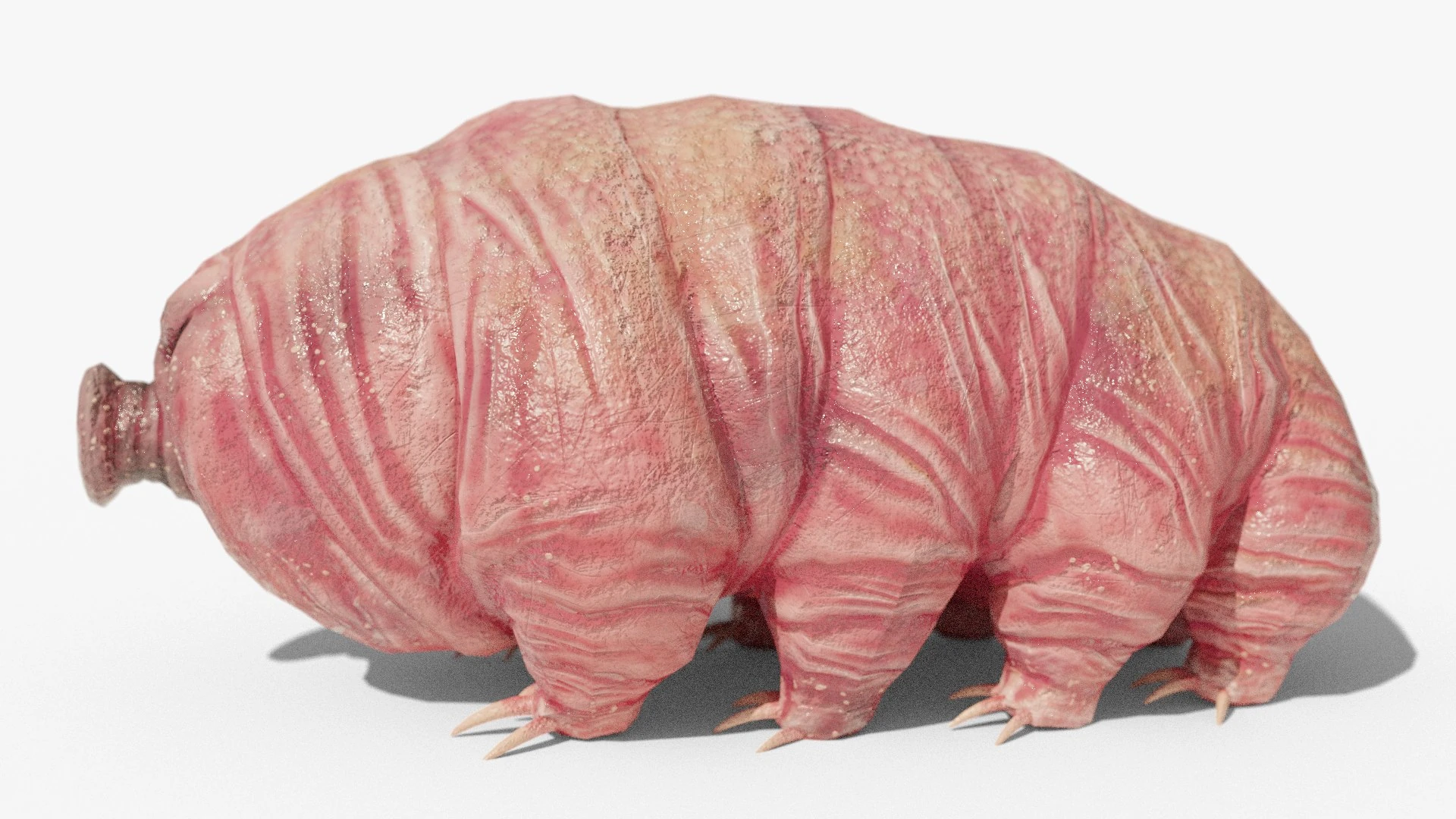 Side view of Waterbear creature showing full segmented body and rigged feet, rendered in Blender