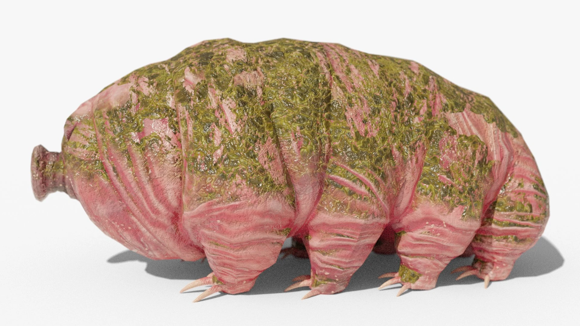 Profile of pink Tardigrade model with realistic skin folds and specular surface highlights