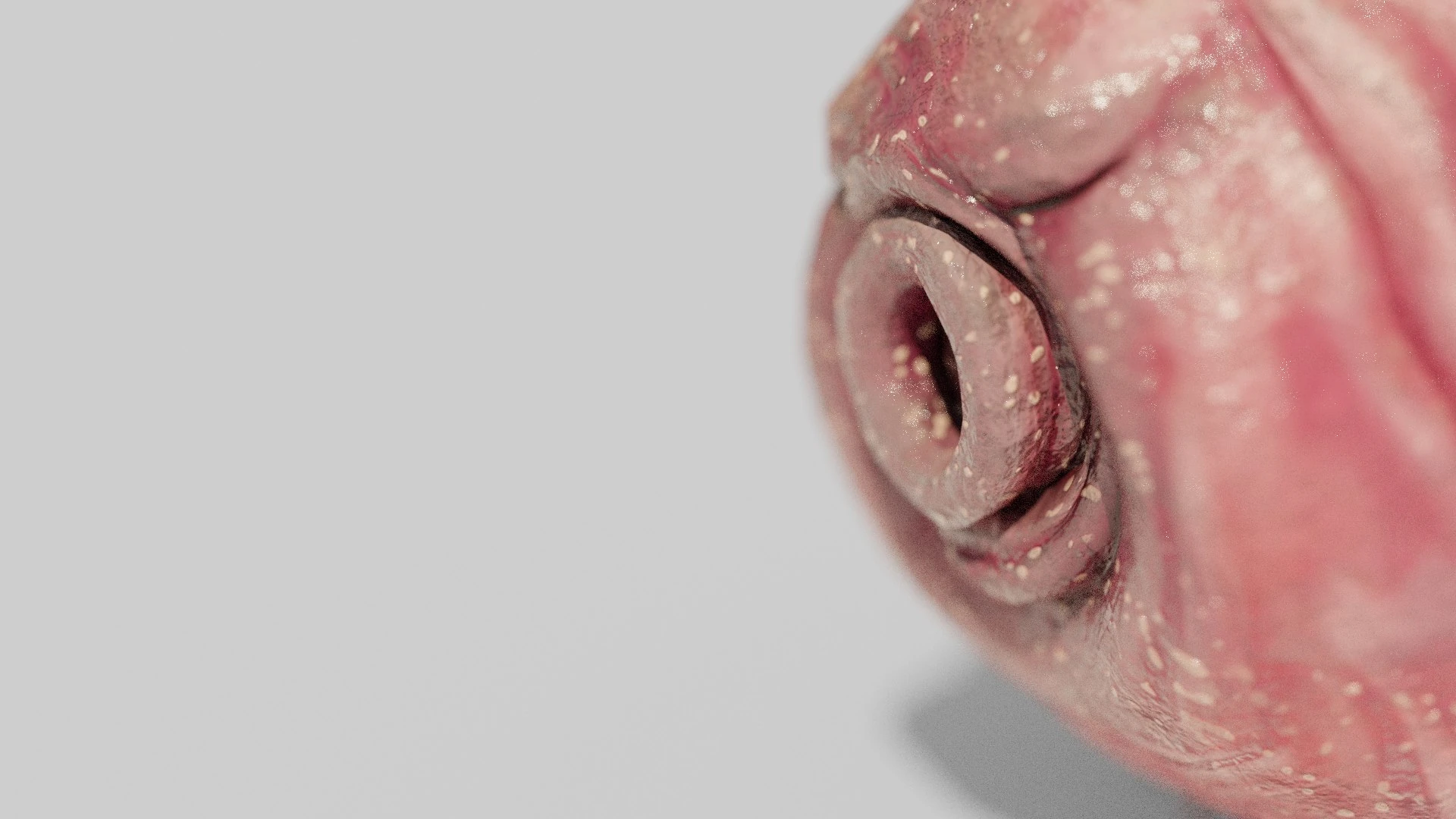 Macro focus on Tardigrade face spiral snout and textured epidermis for Blender material showcase