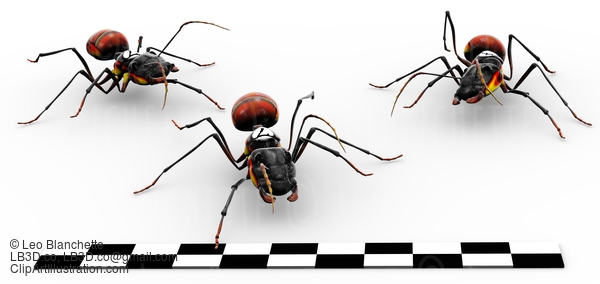 Fire Ants Crossing Finish Line #23297