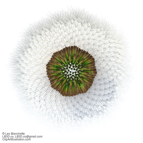 3D Generated Dandelion Seed Pattern, Viewed From Bottom #23646