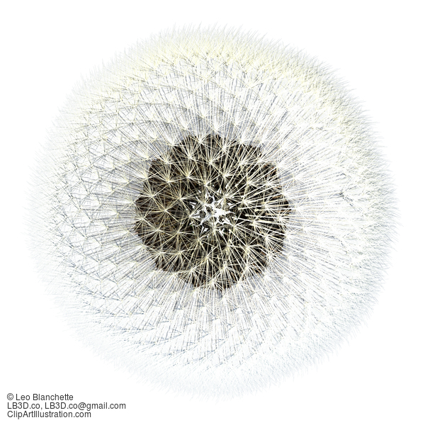 3D Render Dandelion Seeds Fibonacci Sequence Arrangement Top View #23647