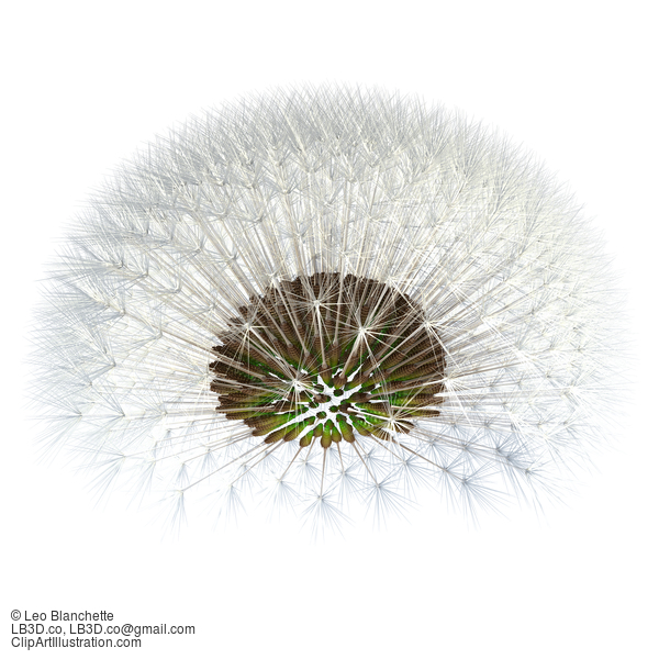 Dandelion Seeds Viewed Under, Detached. 3D Render. Fibonacci Sequence Experment. #23649