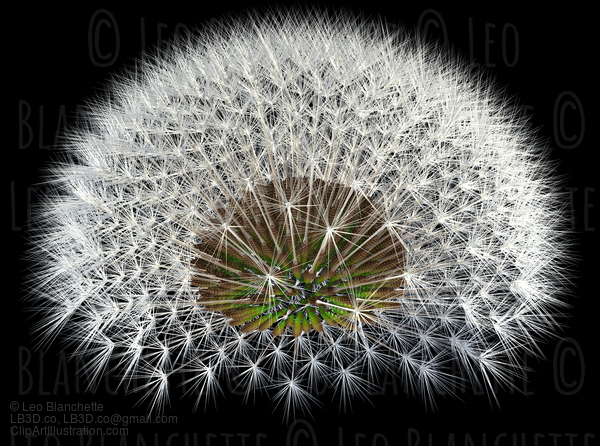 Dandelion Seeds On Black, 3D Generated Arrangement #23655