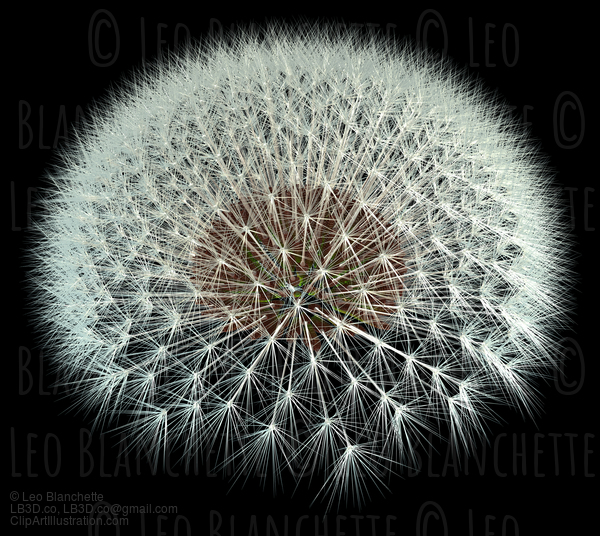 3D Dandelion Seeds, Black Background Fibonacci Pattern #23665