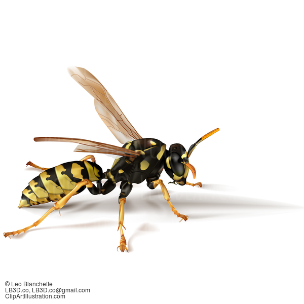 Paper Umbrella Wasp Photorealistic Illustration #24396