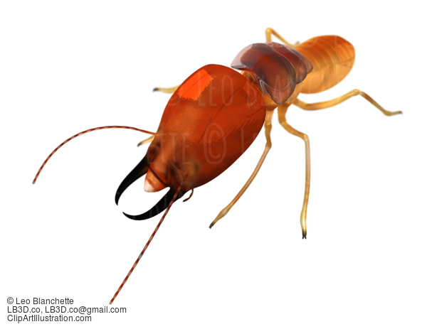 Termite Isoptera Isolated On White Front View  Illustration #16681