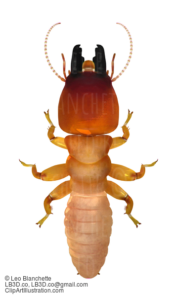 Dampwood Termite Soldier Top View 3D Illustration Render #16683