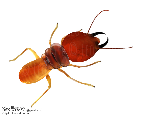 Termite Isoptera Top View White Isolated  Illustration #16684