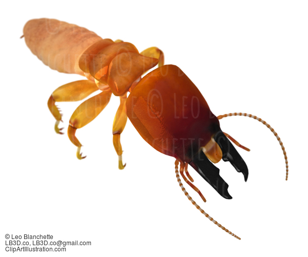 Dampwood Termite Soldier Top Front View 3D Illustration Render #16686