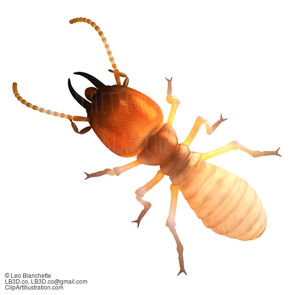 Termite Isoptera Isolated On White Top View Illustration #16687