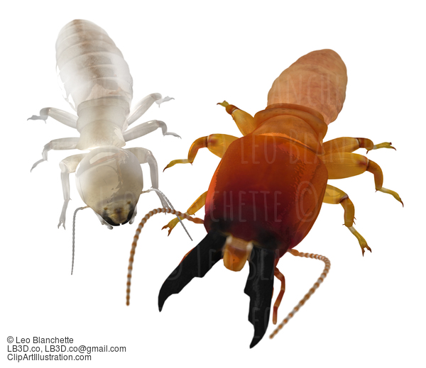 Dampwood Termite Soldier And Worker 3D Illustration Render #16689