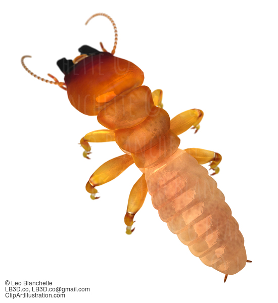 Dampwood Termite Soldier Top Back View 3D Illustration Render #16691