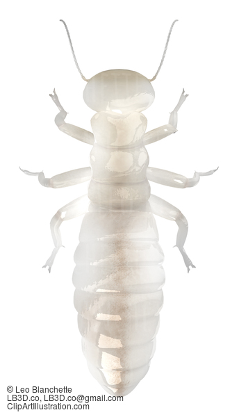 Dampwood Termite Worker Top View 3D Illustration Render #16694