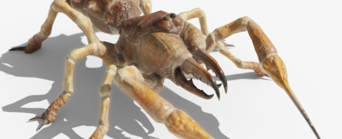 Camel spider / Sunspider 3d Model, Rigged and Animated