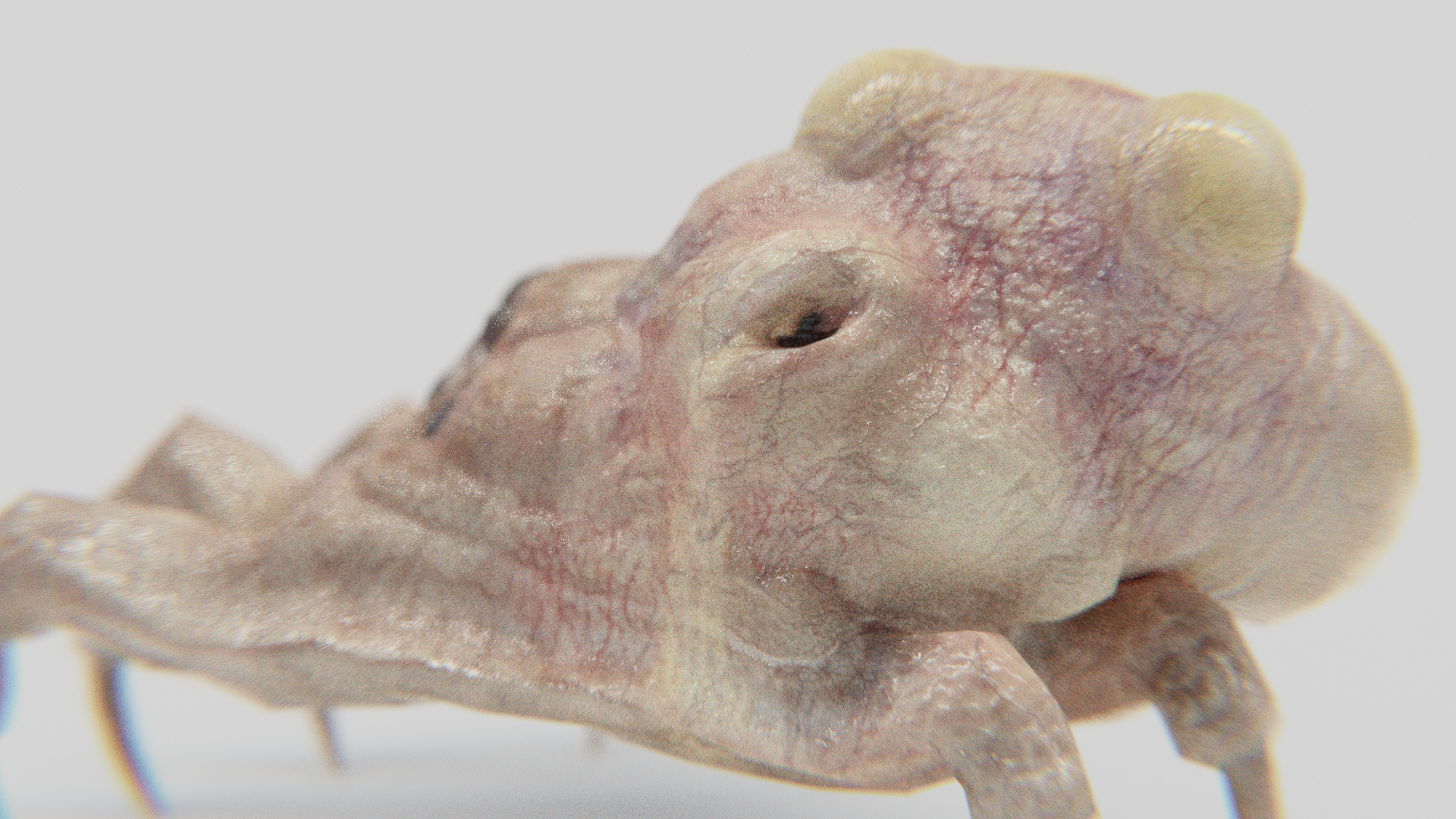 Kranion Plague Spreader Hind-View - 3d Model of Facehugger or Headcrab