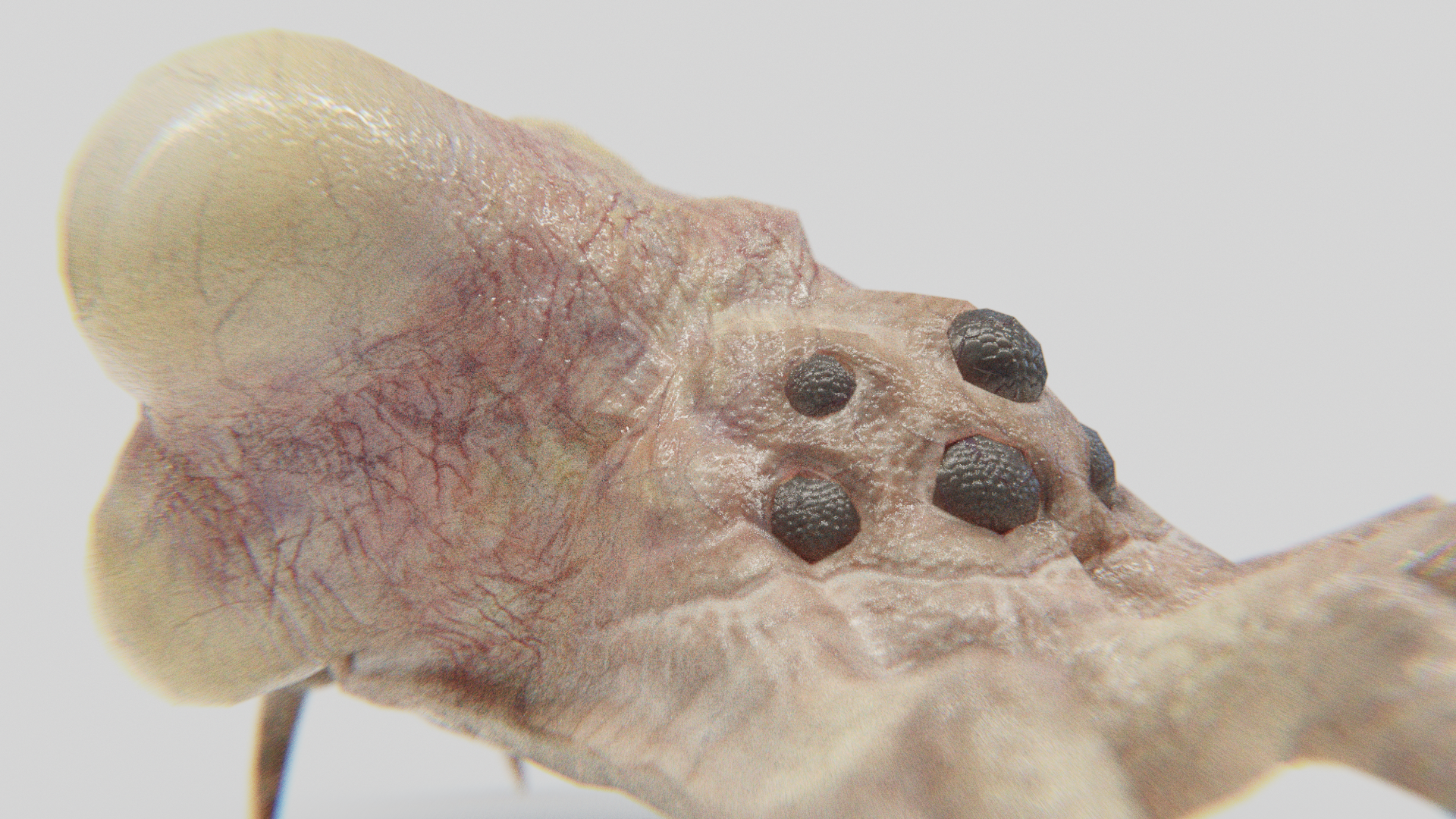 Kranion Plague Spreader Close-up - 3d Model of Facehugger or Headcrab