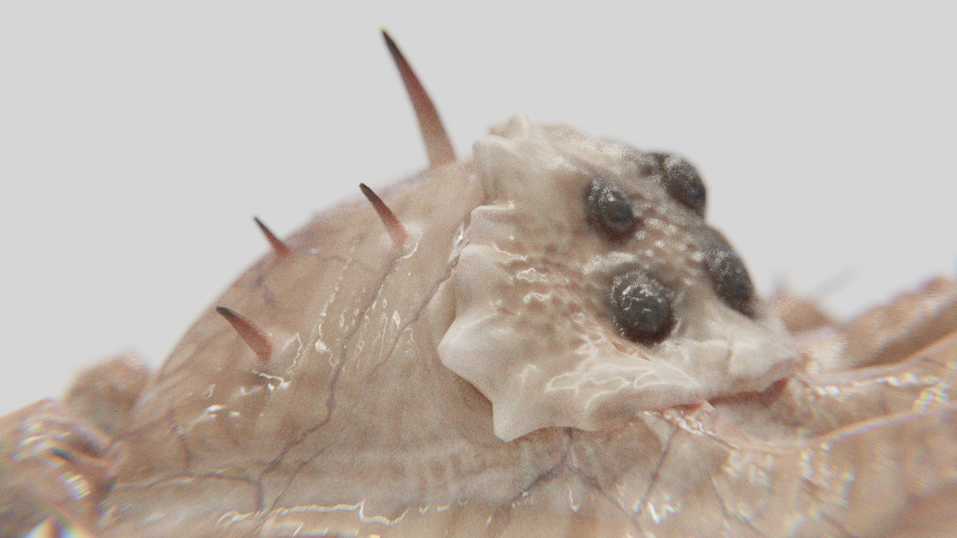 Kranion Soldier Close-up - 3d Model of Facehugger or Headcrab