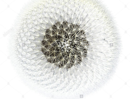 Fibonacci Designs, 3d Generated Dandelion Seeds Showing the Fibonacci Spiral Pattern