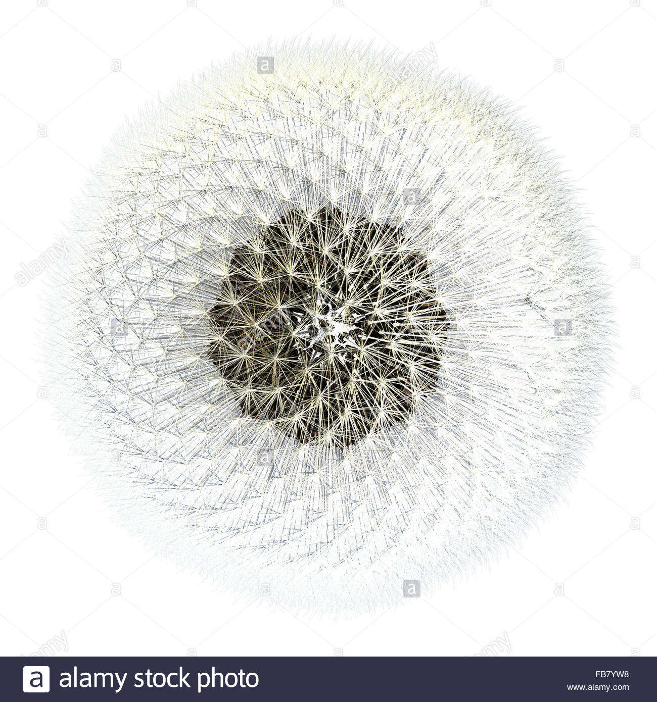 Viewed from the top, dandelion seeds with the sphere of puffy flying things that everyone loves so much. 3d generated.