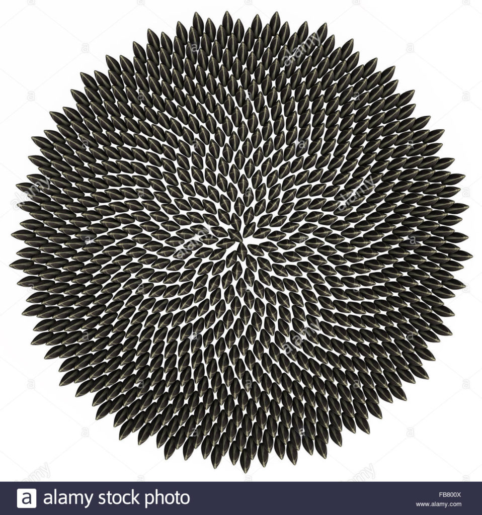 Royalty free clipart illustration of a 3d fibonacci golden ratio circle of sunflower seeds, on a white background, transparent version.