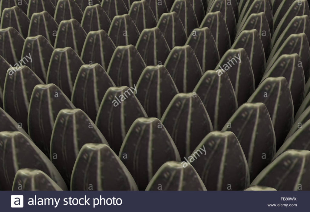 Sunflower seeds up close spiral arrangements. Rendered to fibonacci spirals / golden ratio pattern.