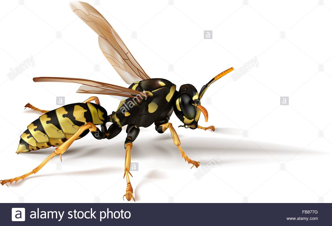 Photorealistic vector illustration of a yellow paper umbrella wasp casting a shadow and wings at rest.