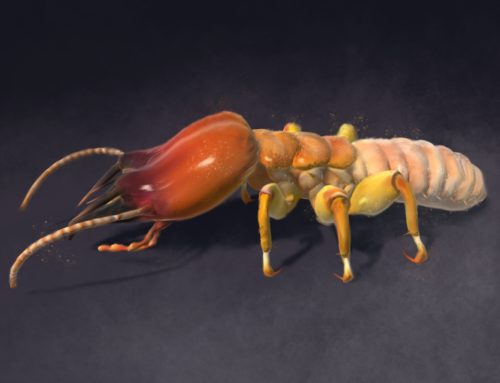 Termite Monster, Game Asset